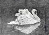 Alberto-Marti-La-elegancia-del-Cisne