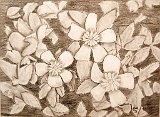 Ana-Flores