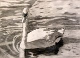 Ana-Montiel-Cisne