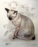 Antonio-Molina-Gato