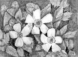 Carmen-Torres-Flores