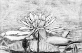 Daniela-del-Mar-Ozorio-La-Flor-de-Loto