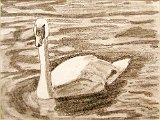Francisco-Cisne