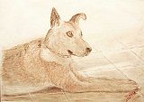 Inma-Perro