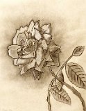 Laura-Bazan-Rosa