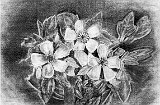Mª-Laura-Fraile-La-Flor-Miralindo