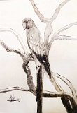 Mar-Romero-Loro
