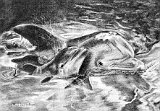 Maria-Gonzalez-El-juego-de-los-Delfines