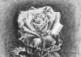 Maria-Gonzalez-Una-Rosa