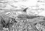 Nicolas-Fernandez-Delfin