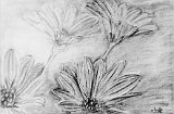 Paula-Melendez-Flores-Silvestres