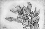 Salvador-Enrique-Fernandez-Tulipanes