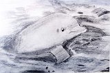 Sonia-Vida-Delfin
