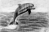 Yolanda-Postigo-El-salto-del-Delfin