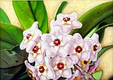 Adela-Burgos-La-Flor-de-la-Cera