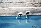 Rafael-Crespo-Flamencos