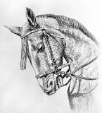 Caballo-Retrato